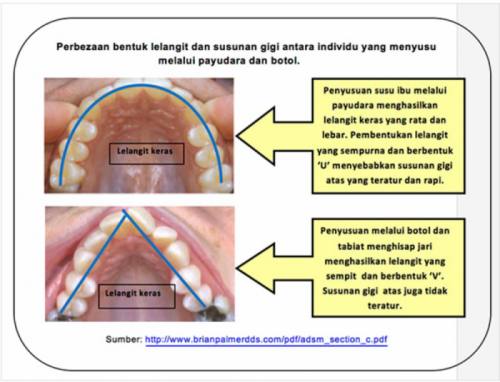 Rahang cantik bila menyusu badan