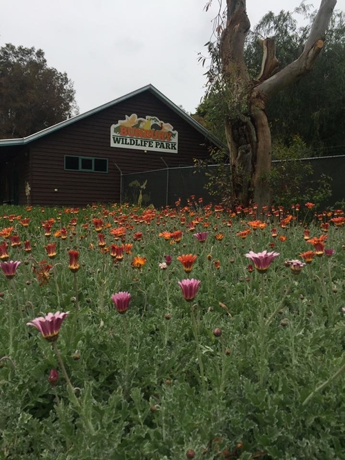 Bunburry Wildlife 